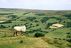 North York Moors