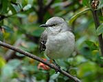 Northernmockingbird