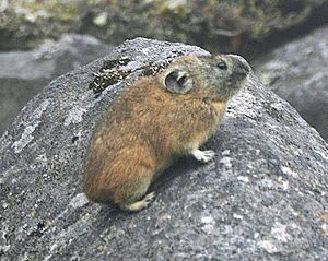 Ochotona hyperborea yesoensis detail