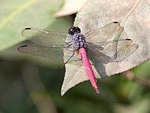 Orthetrum migratum 3511