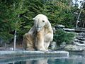 OursBlanc Zoo de La Flèche