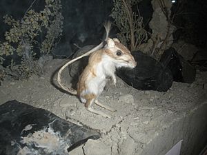 Panamint kangaroo rat.jpg