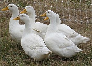 Pekin Ducks cropped