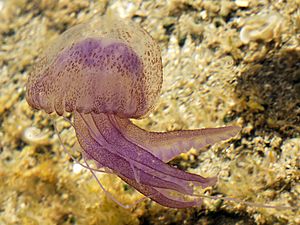 Pelagia noctiluca (Sardinia).jpg