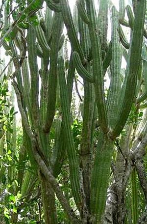 Pilosocereus robinii.jpg