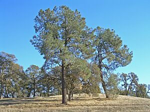 Pinus sabiniana SacramentoValley.jpg