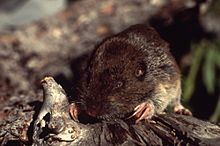 Pocket gopher