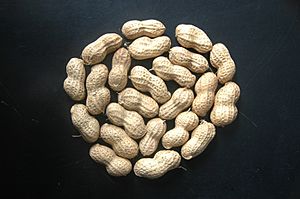 Pods of Girnar 2 variety