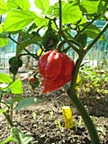 Pots of Trinidad Scorpion.jpg