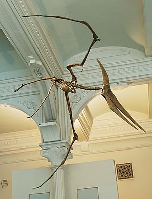 Pteranodon amnh martyniuk.jpg