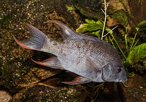 Ptychochromis insolitus - Wilhelma 01.jpg