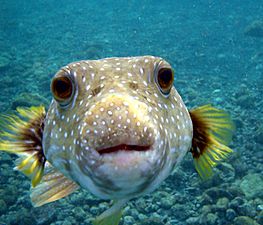 Puffer Fish DSC01257