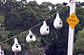 Purple martin colony