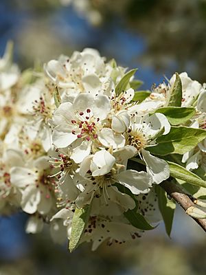 Pyrus amygdaliformis (flowers).jpg