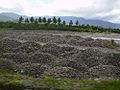 Quarrying Activity in Subangdaku