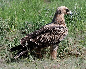 Raubadler Aquila rapax