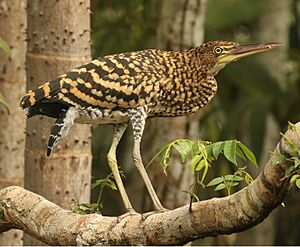 Rufescent Tiger- Heron