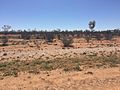 Simpson Desert approaching Bedourie, 2016