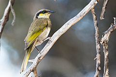 Singing honeyeater Rottnest