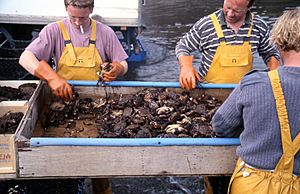 Sorting Crabs Fionnphort