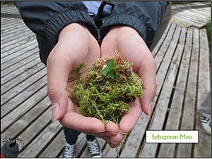 Sphagnum Moss