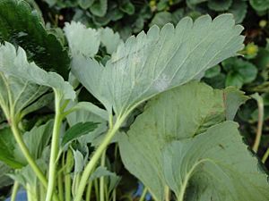 Strawberry powdery mildew