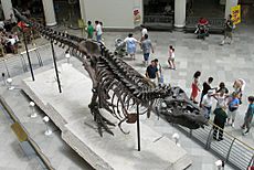 Sue at Field Museum