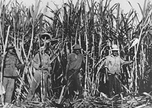 Sugarcane workers in the canefields in the Bauple District Queensland circa 1920