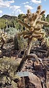 Teddy Bear Cholla (Jumping Cholla)