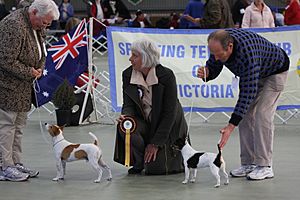 Tenterfield Terrier 01.jpg