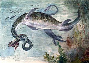 The Snake-necked Elasmosaurus