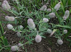 Trifolium arvense