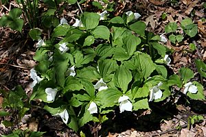 Trillium grandiflorum clonal colony