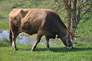 Vaca raça mirandesa