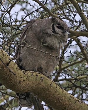 Verreaux's Eagle-Owl (Bubo lacteus) - Flickr - Lip Kee (1)