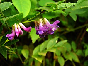 Vicia amoena 2