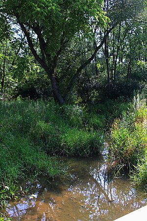 White Hall Creek looking upstream