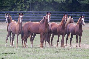 Willowbank Farm (8082459270)