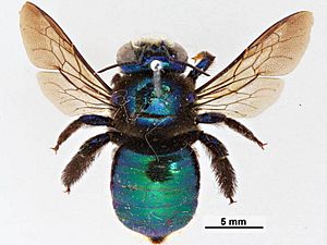 Xylocopa bombylans f.jpg