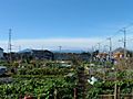 Zama community vegetable plots