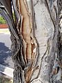 (85) Paperbark