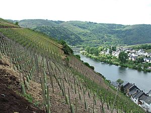 080110 zell mosel