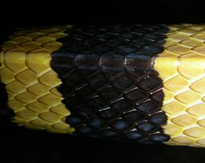 AB 053 Banded Krait