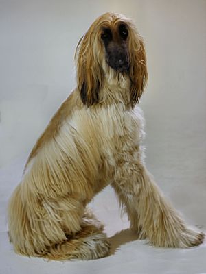 Afghan Hound3