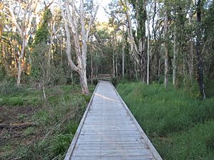 Alexandra Hills squirrel glider walkway