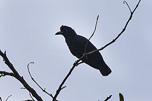 Amazonian Umbrellabird fem - Manu NP 8291 (16834437801).jpg