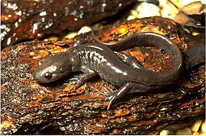 Ambystoma jeffersonianum.jpg