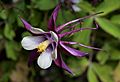 Aquilegia columbine magpie cultivar 2