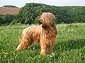 Aramis-briard