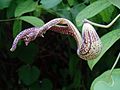 Aristolochia gibertii